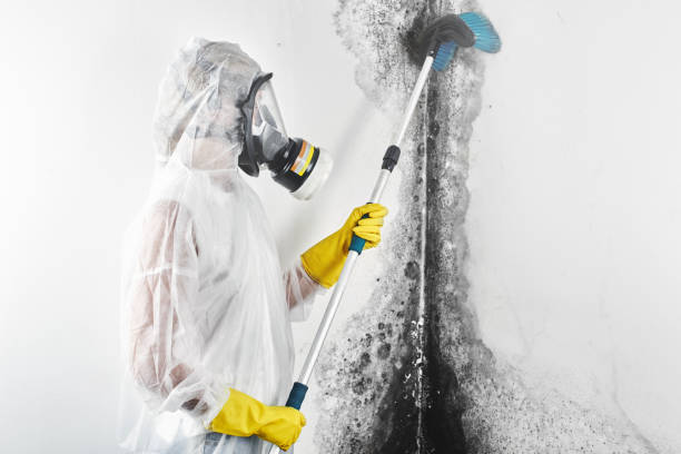 Best Asbestos and Lead Testing During Mold Inspection  in Cologne, NJ