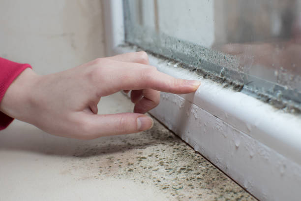 Best Residential Mold Inspection & Testing  in Cologne, NJ
