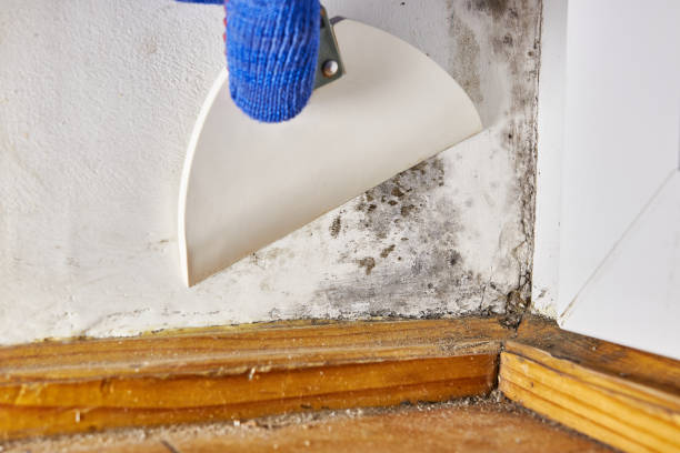 Best Water Damage & Mold Remediation  in Cologne, NJ